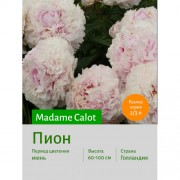 Пион Madame Calot
