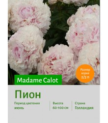 Пион Madame Calot Пион Madame Calot