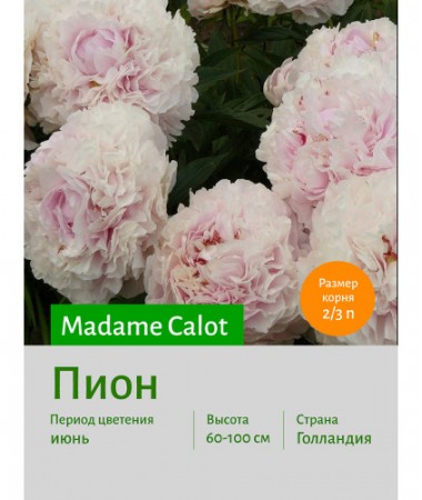 Пион Madame Calot