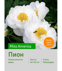 Пион Miss America Пион Miss America
