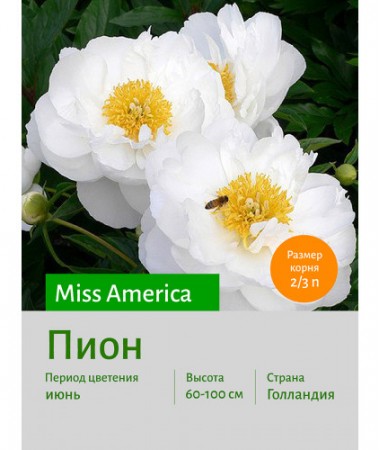Пион Miss America
