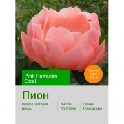 Пион Pink Hawaiian Coral
