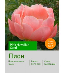 Пион Pink Hawaiian Coral Пион Pink Hawaiian Coral