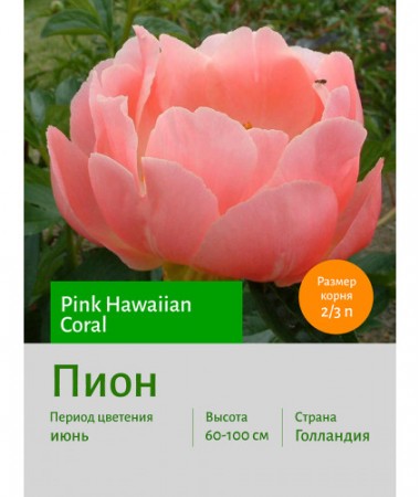 Пион Pink Hawaiian Coral