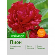 Пион Red Magic
