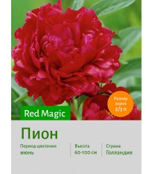 Пион Red Magic Пион Red Magic