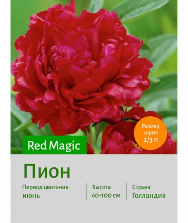 Пион Red Magic