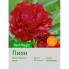 Пион Red Magic