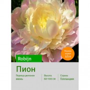 Пион Robijn