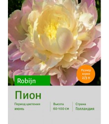 Пион Robijn Пион Robijn