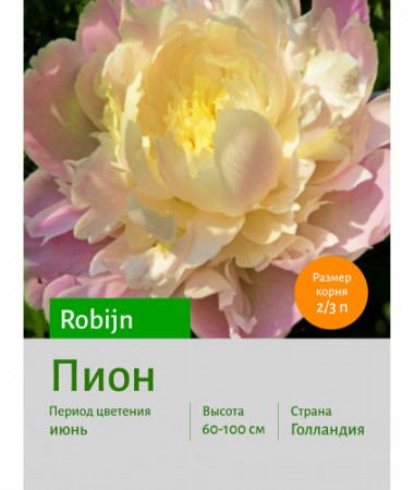 Пион Robijn
