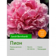 Пион Sarah Bernhardt