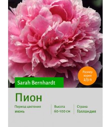 Пион Sarah Bernhardt Пион Sarah Bernhardt