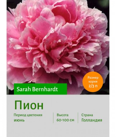 Пион Sarah Bernhardt