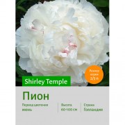 Пион Shirley Temple