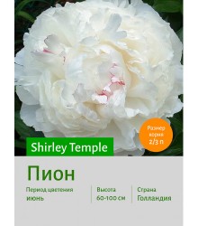 Пион Shirley Temple Пион Shirley Temple