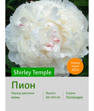 Пион Shirley Temple