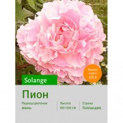 Пион Solange