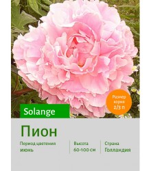 Пион Solange Пион Solange