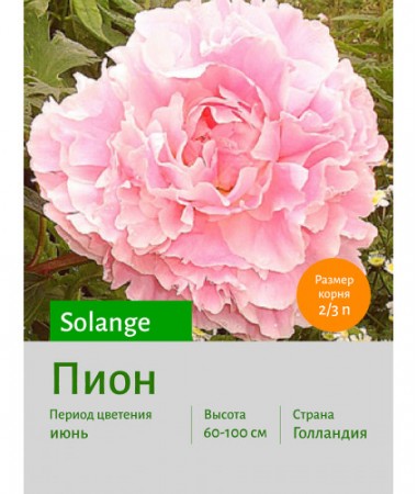 Пион Solange