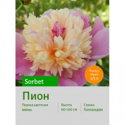 Пион Sorbet