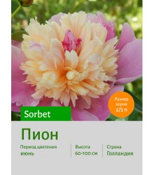 Пион Sorbet Пион Sorbet