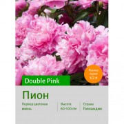 Пион Pink