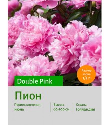 Пион Pink Пион Pink