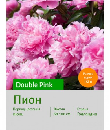Пион Pink