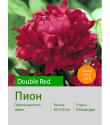 Пион Red Пион Red