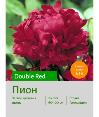 Пион Red