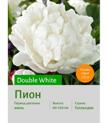Пион White Пион White