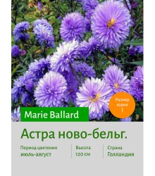 Астра Marie Ballard