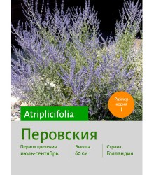 Перовския Atriplicifolia