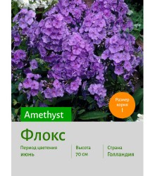 Флокс Amethyst