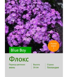 Флокс Blue Boy