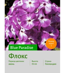Флокс Blue Paradise