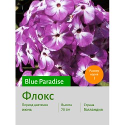 Флокс Blue Paradise