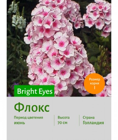 Флокс Bright Eyes