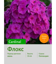 Флокс Cardinal