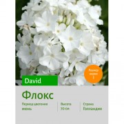 Флокс David
