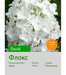 Флокс David