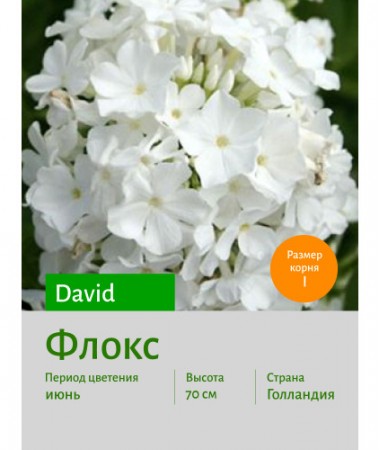 Флокс David