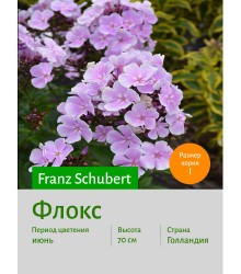 Флокс Franz Schubert