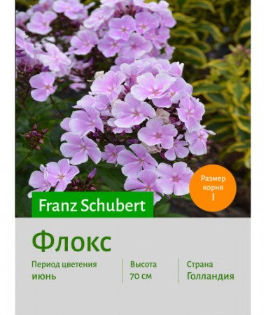Флокс Franz Schubert