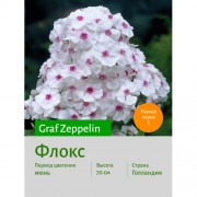 Флокс Graf Zeppelin