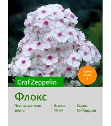 Флокс Graf Zeppelin