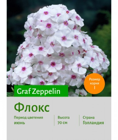 Флокс Graf Zeppelin