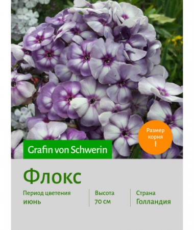 Флокс Grafin_von_Schwerin