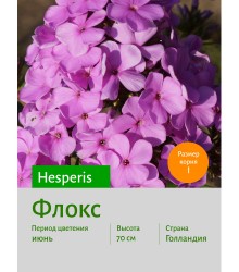 Флокс Hesperis